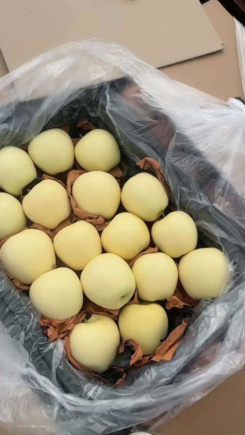秦皇岛抚宁区周副果业黄元帅纸袋货源产地