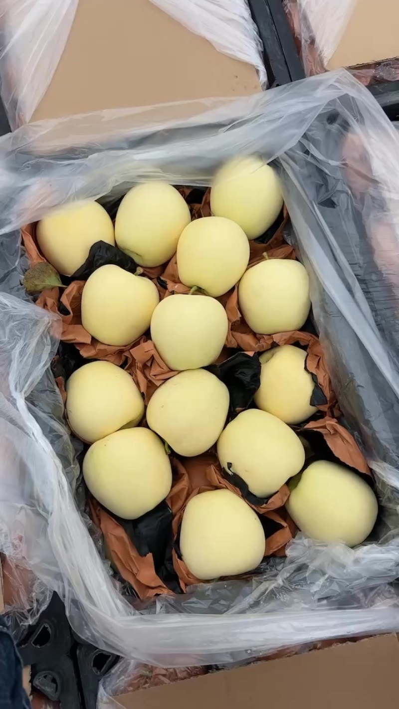 秦皇岛抚宁区周副果业黄元帅纸袋货源产地