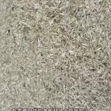 油炸公鱼