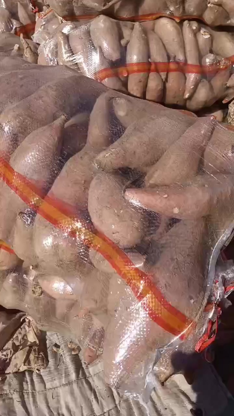 龙薯九