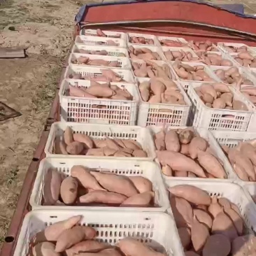 龙薯九