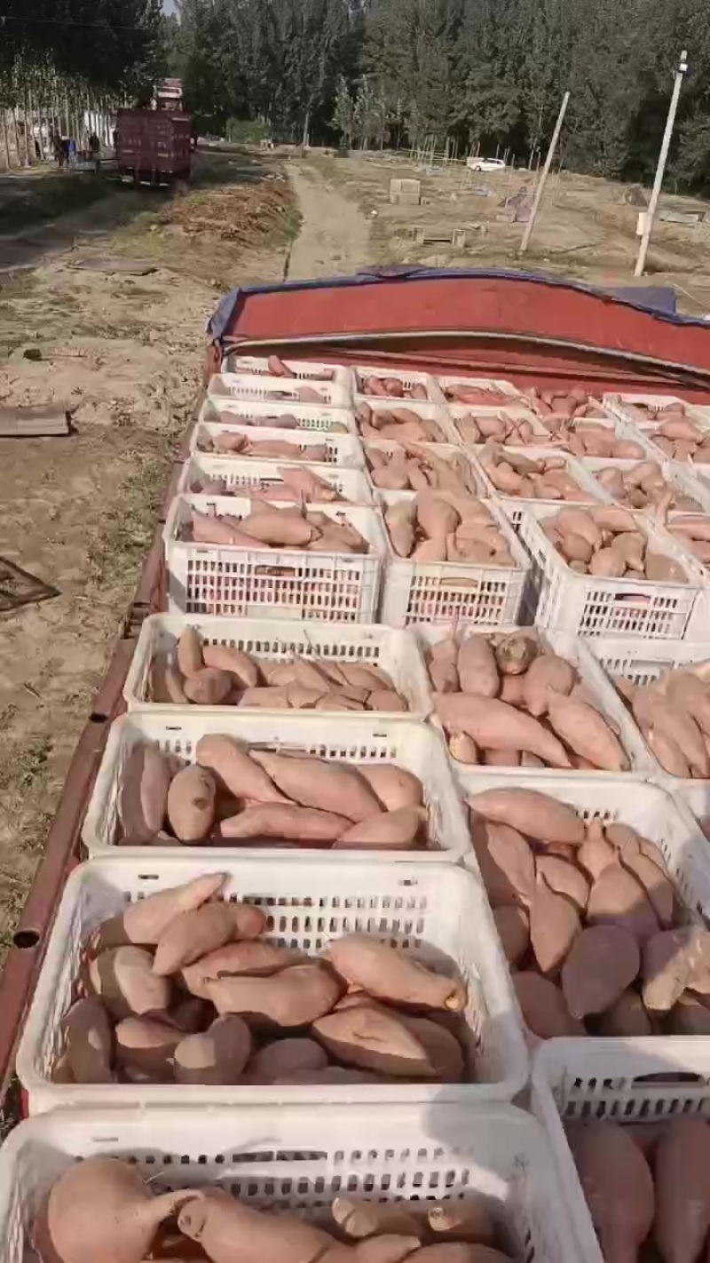 龙薯九