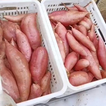 龙薯九，商薯一九技术二六
