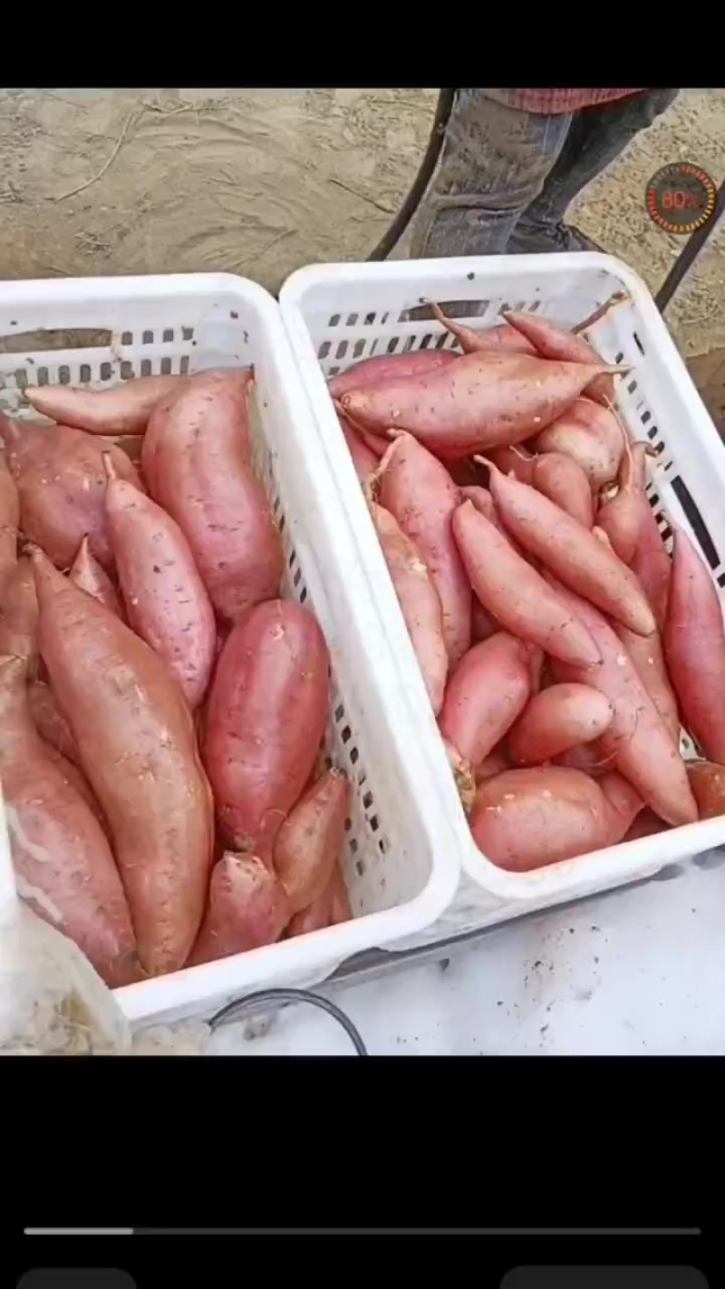 龙薯九，商薯一九技术二六