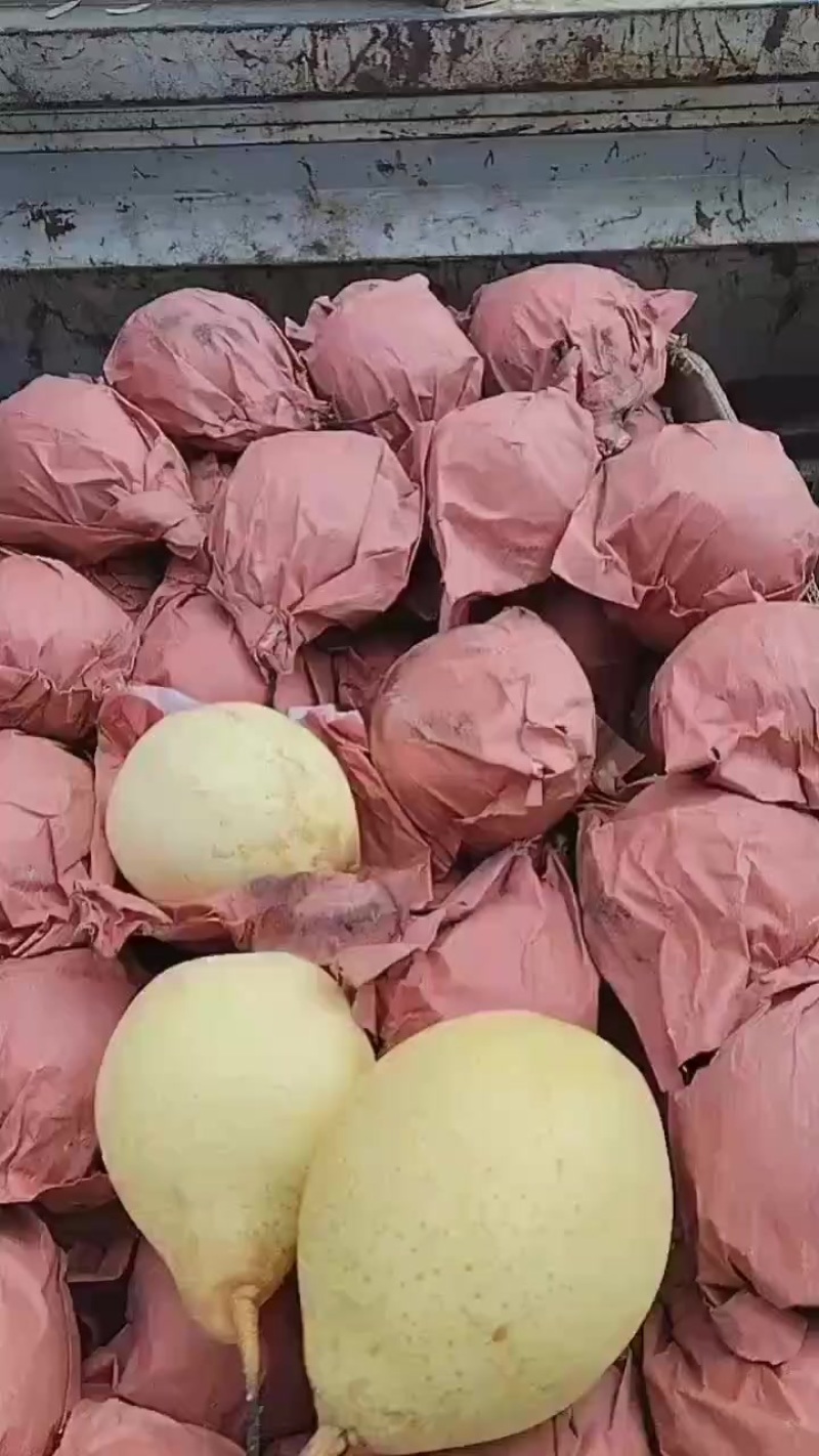 自家鸭梨