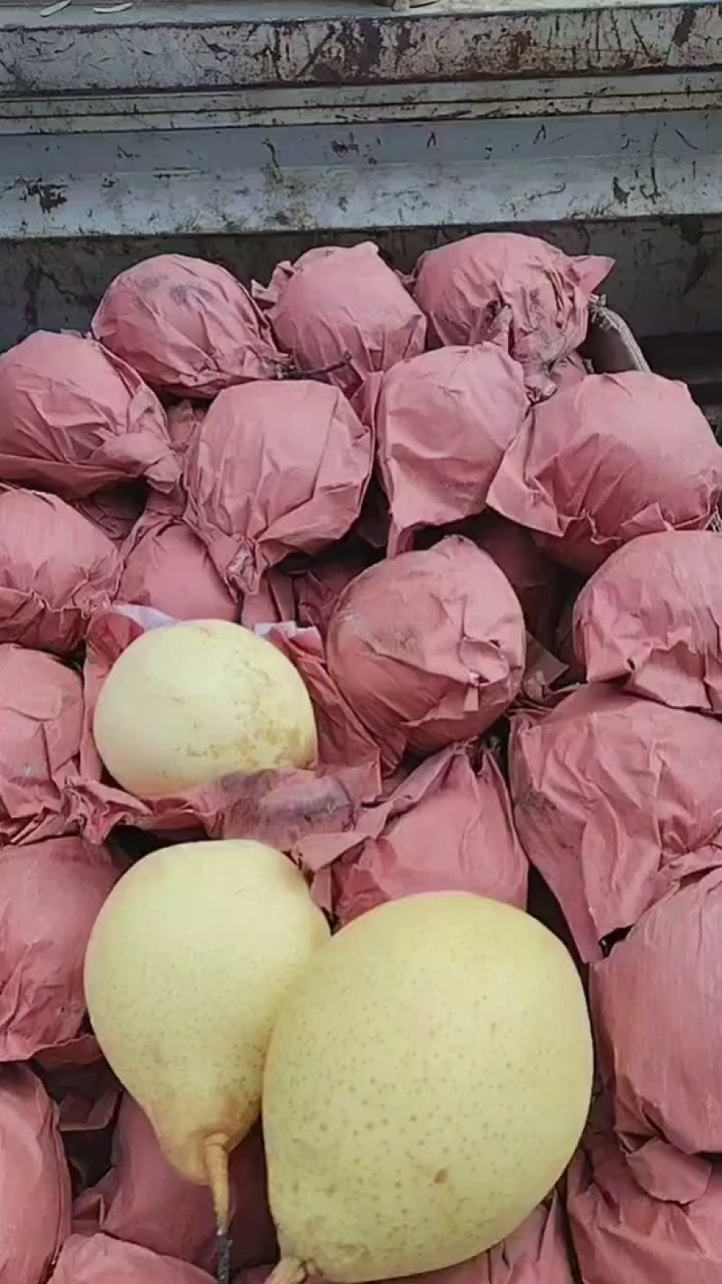 自家鸭梨