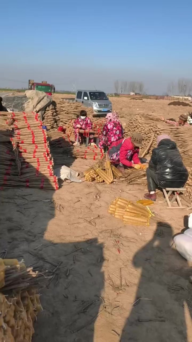 双棒山药