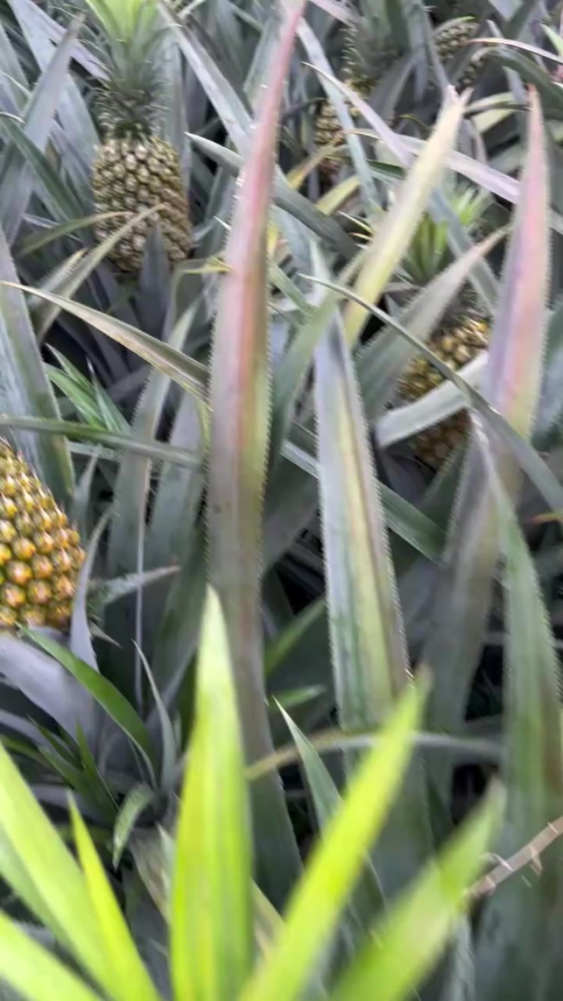 云南香水菠萝