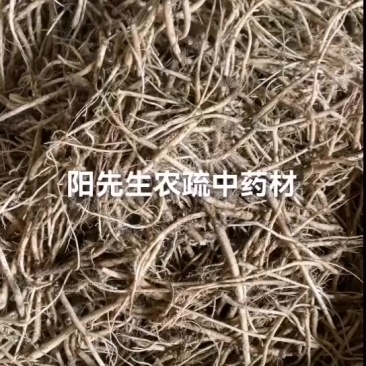 鲜货党参年前还有货出