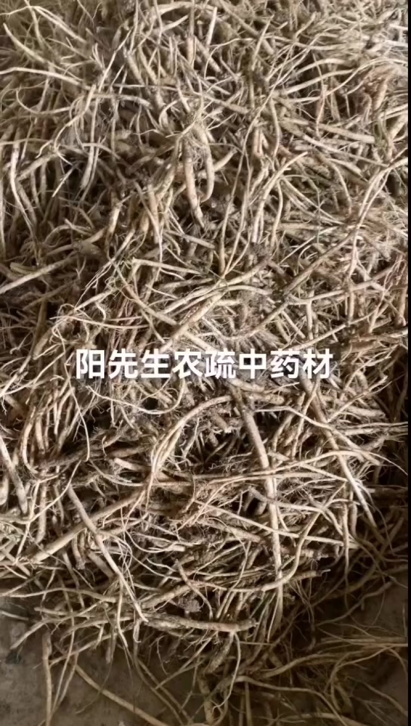 鲜货党参年前还有货出