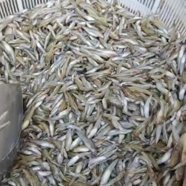 ****漂亮的小黄鱼，非常漂亮，每天大量有货