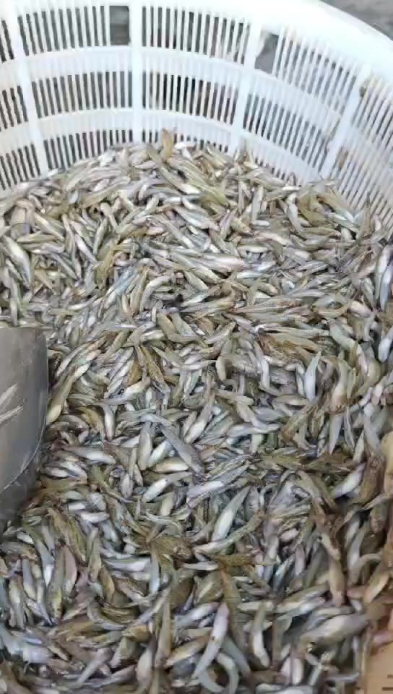 ****漂亮的小黄鱼，非常漂亮，每天大量有货