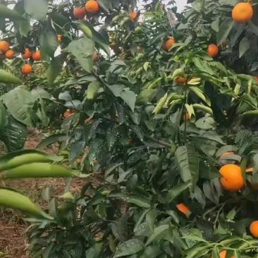 广桂林市灌阳县沃柑，沙糖桔