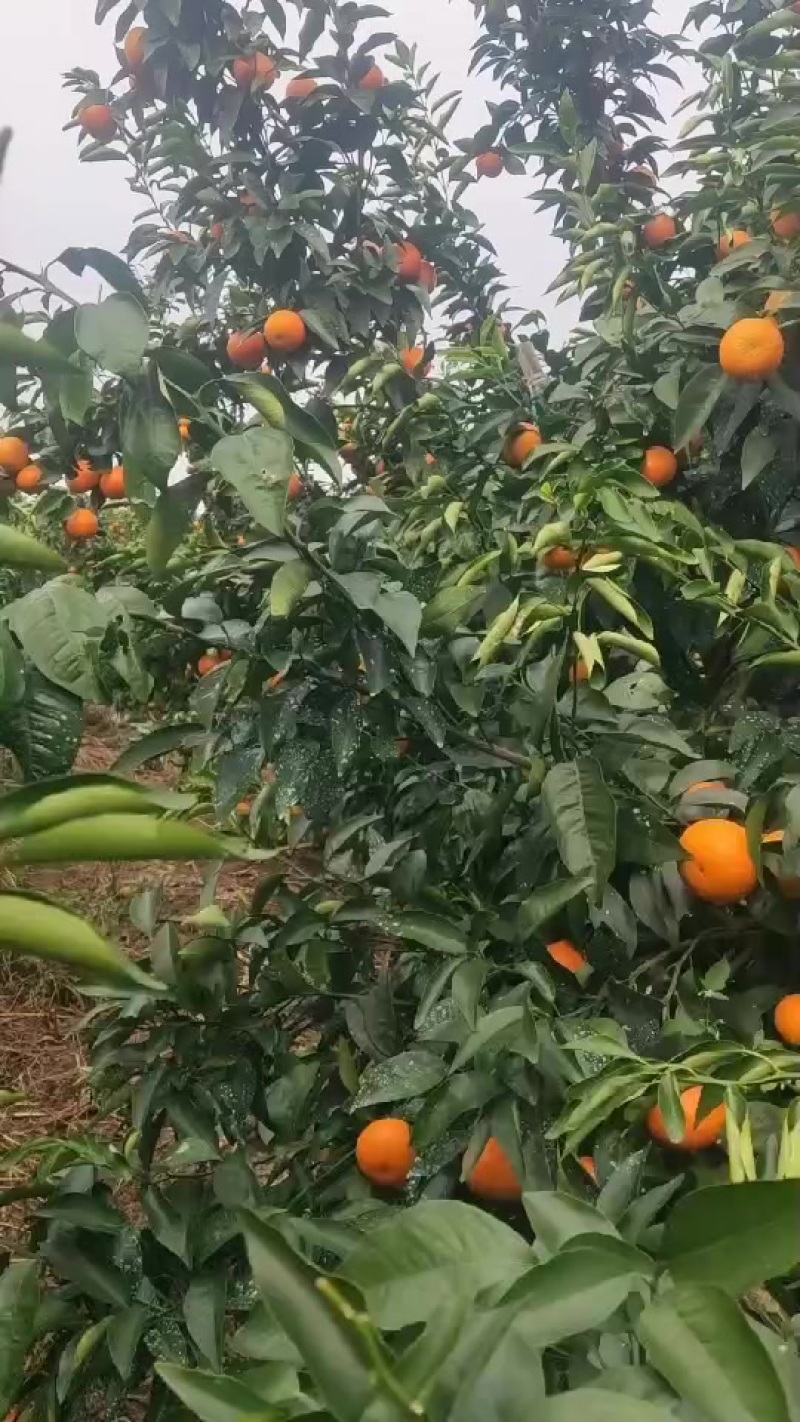 广桂林市灌阳县沃柑，沙糖桔