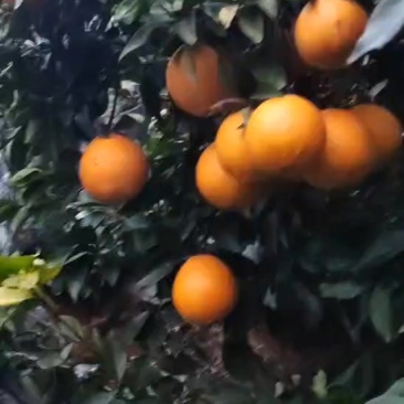 广西富川脐橙
