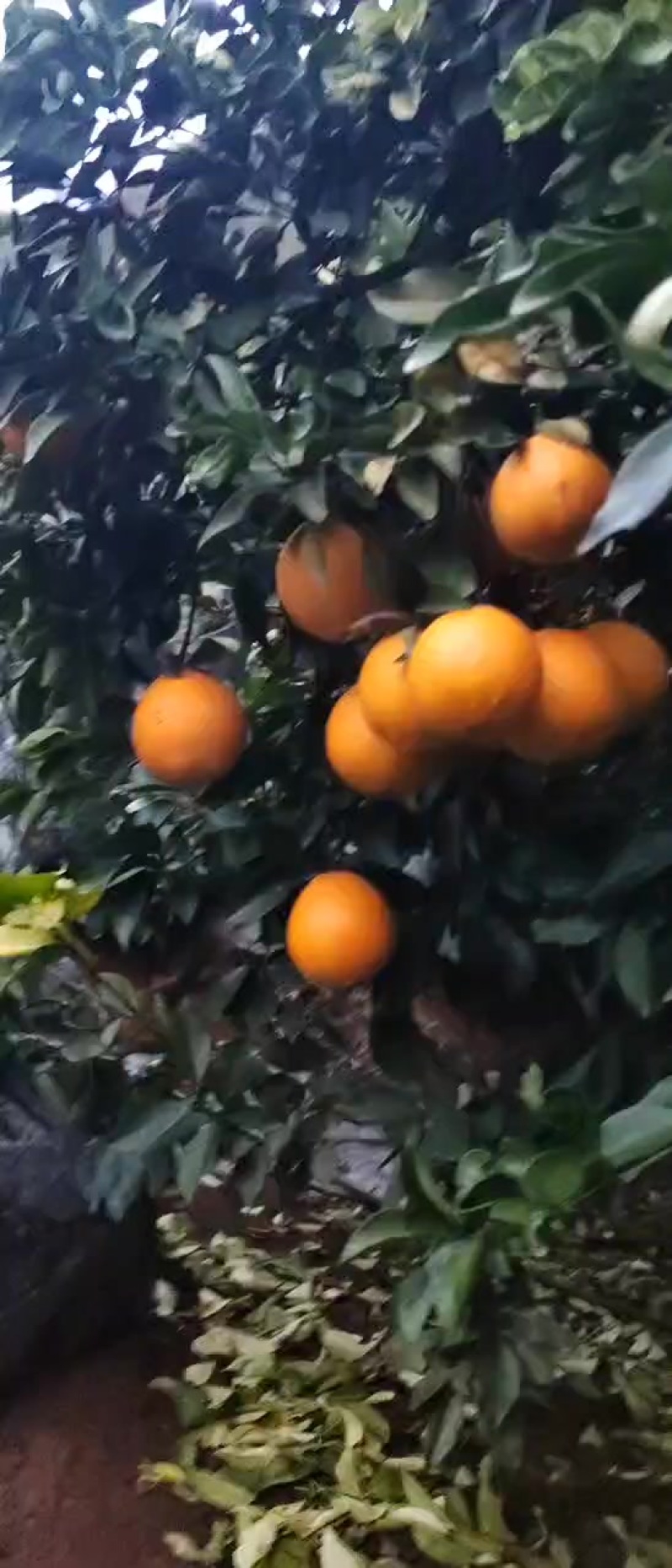 广西富川脐橙