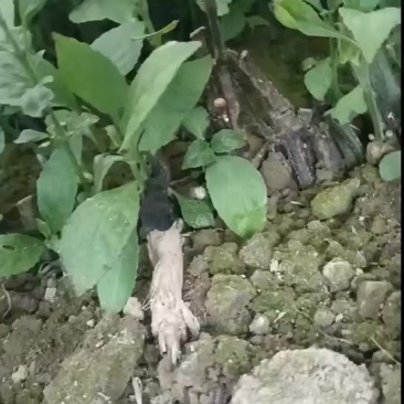南板蓝根种苗，青黛（即蓝靛膏）销售***********