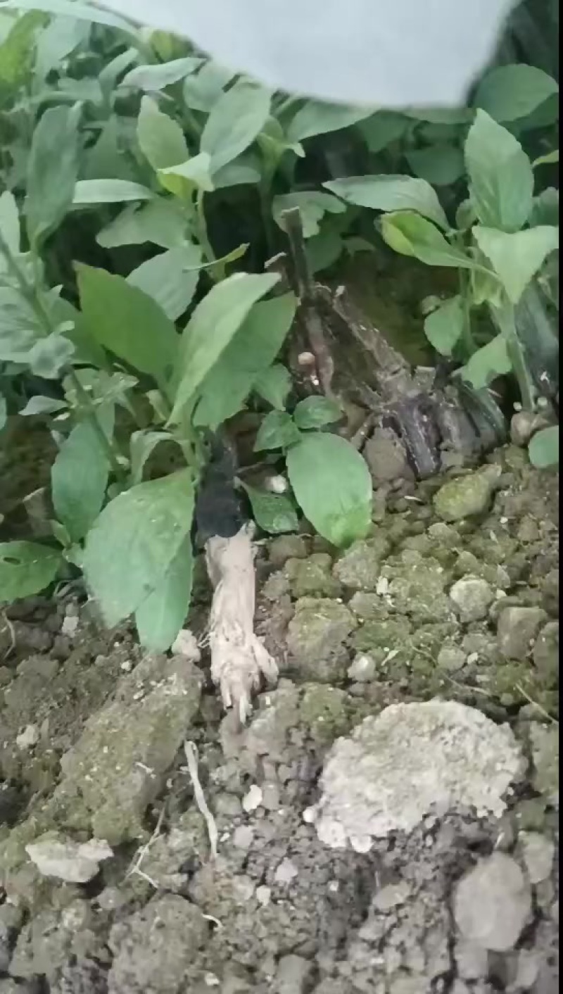 南板蓝根种苗，青黛（即蓝靛膏）销售***********