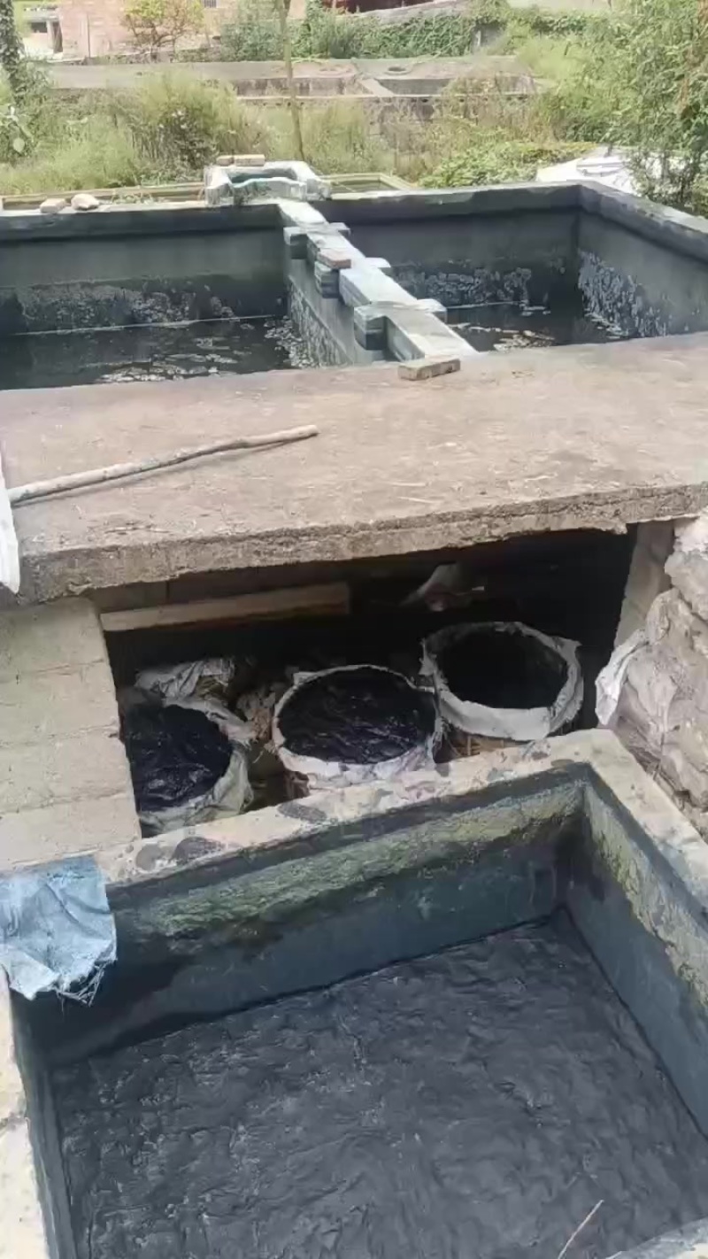 南板蓝根种苗，青黛（即蓝靛膏）销售***********