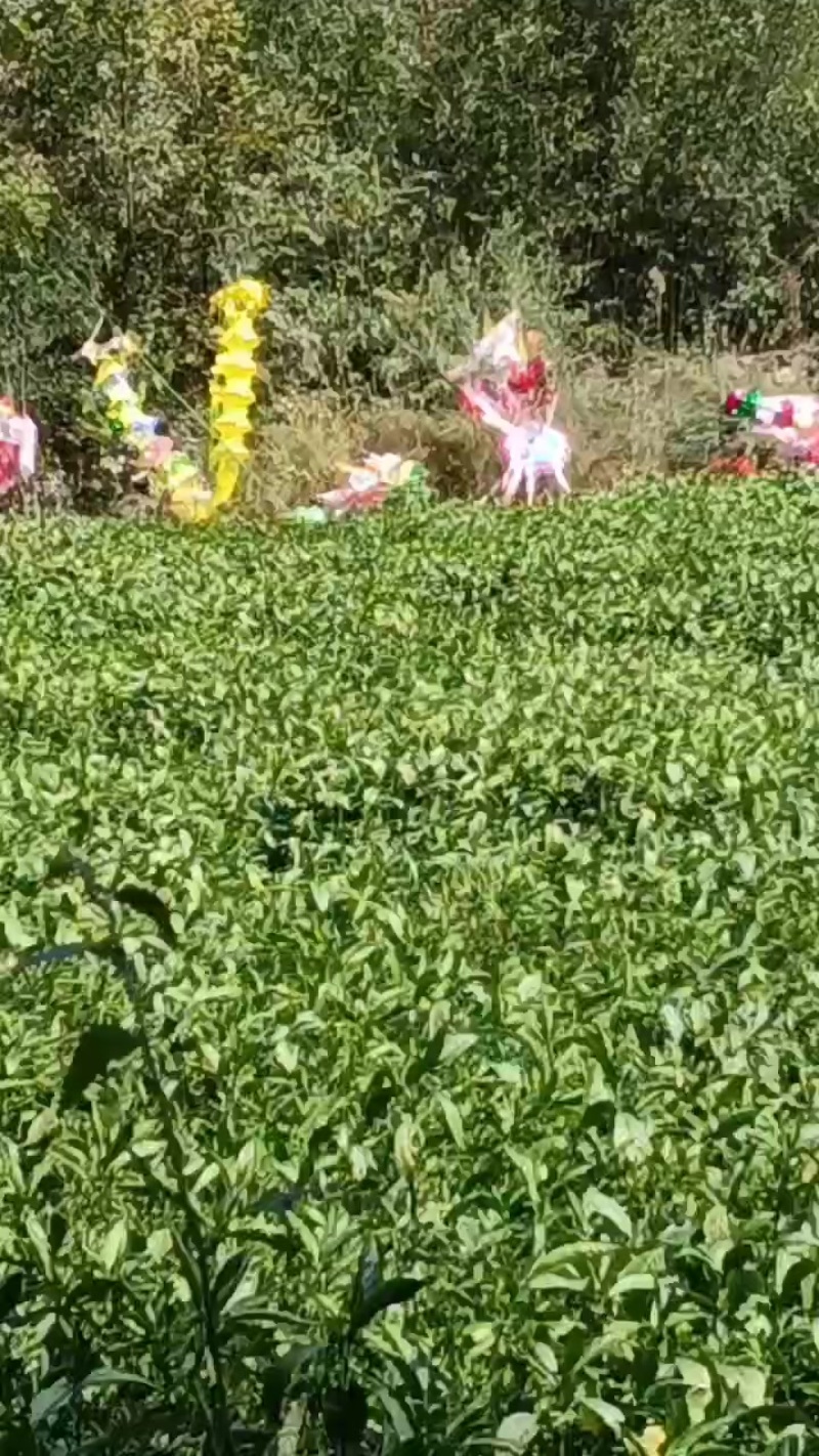 南板蓝根种苗，青黛（即蓝靛膏）销售***********