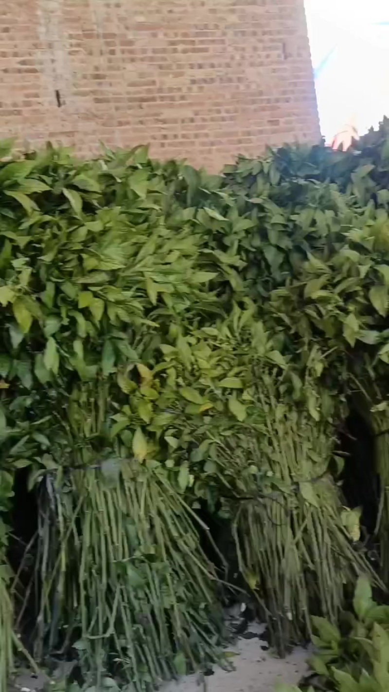 南板蓝根种苗，青黛（即蓝靛膏）销售***********