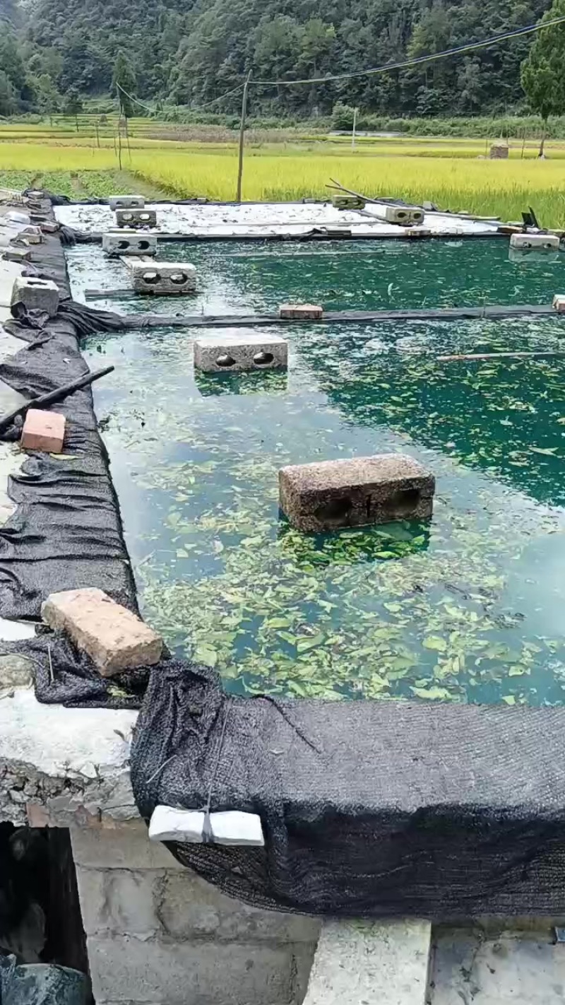 南板蓝根种苗，青黛（即蓝靛膏）销售***********