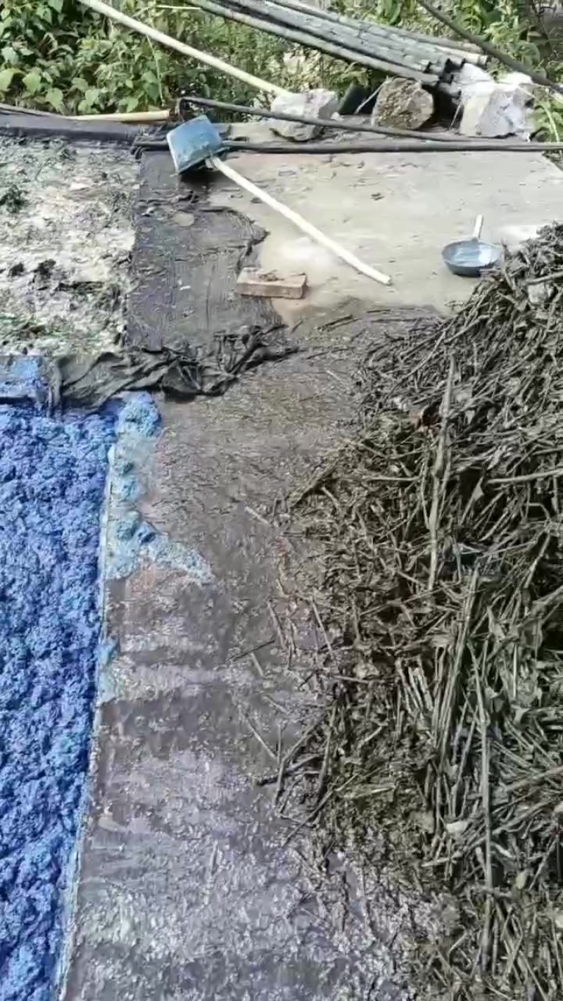 南板蓝根种苗，青黛（即蓝靛膏）销售***********