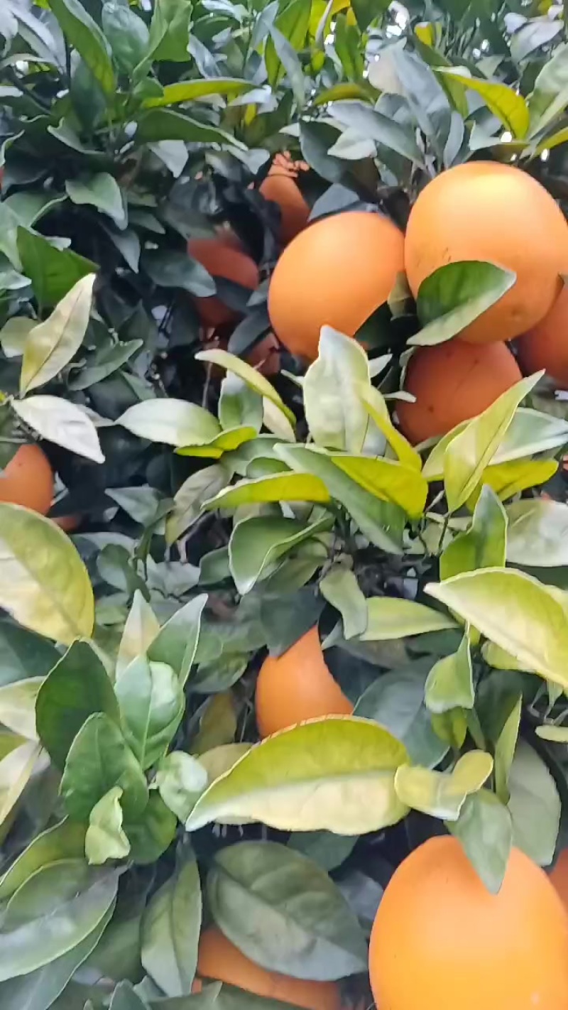 纽合尔脐橙