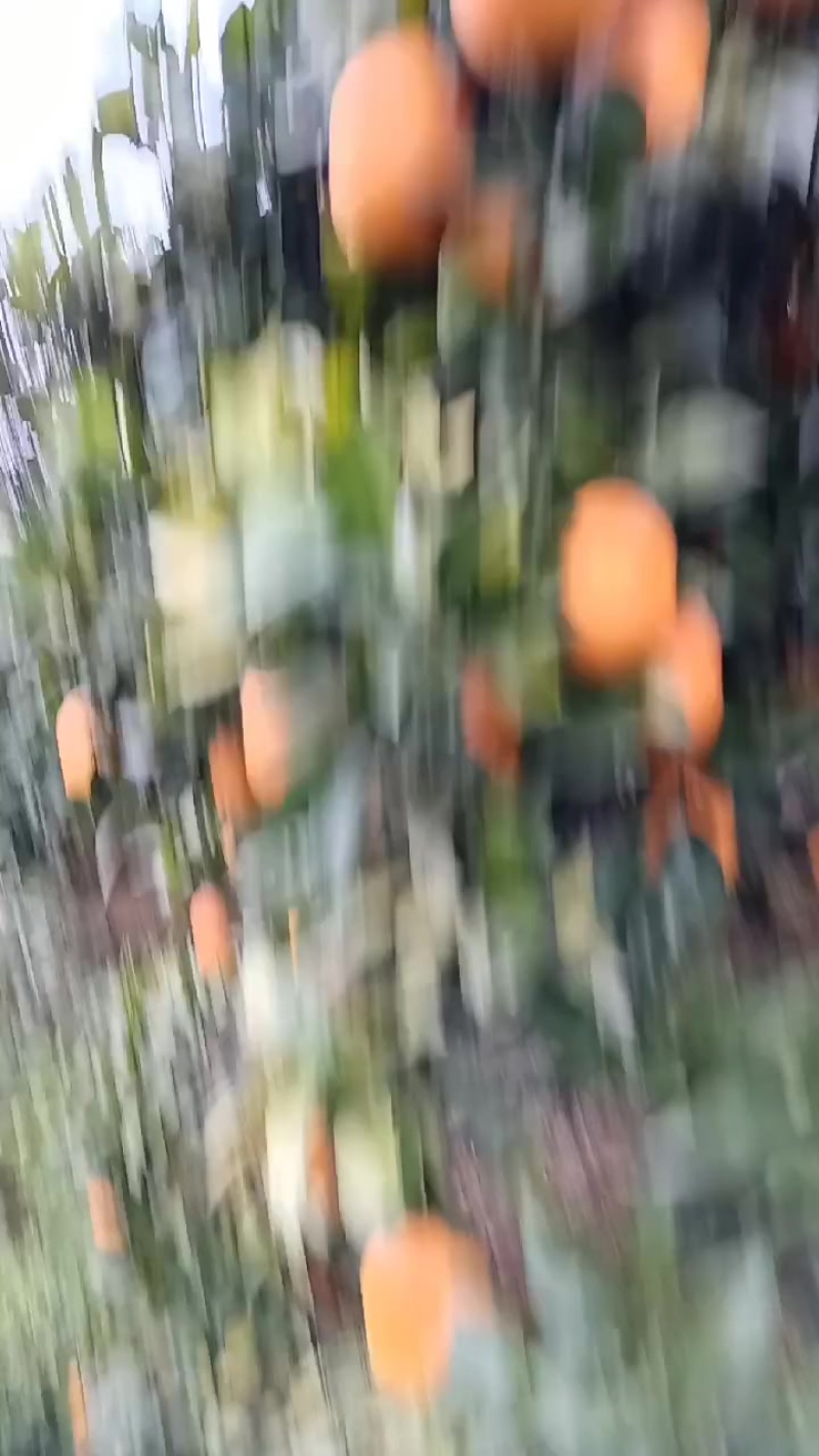 纽合尔脐橙