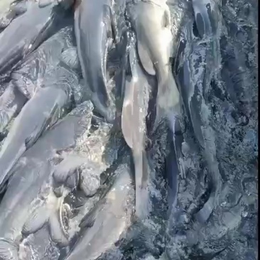 网箱江团