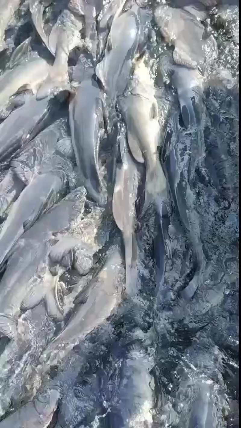 网箱江团