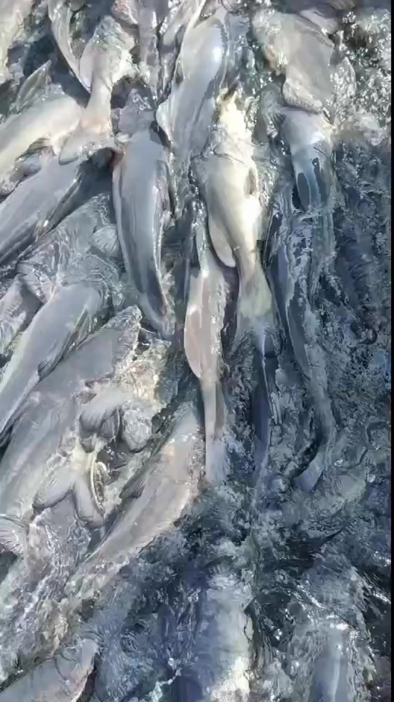 网箱江团