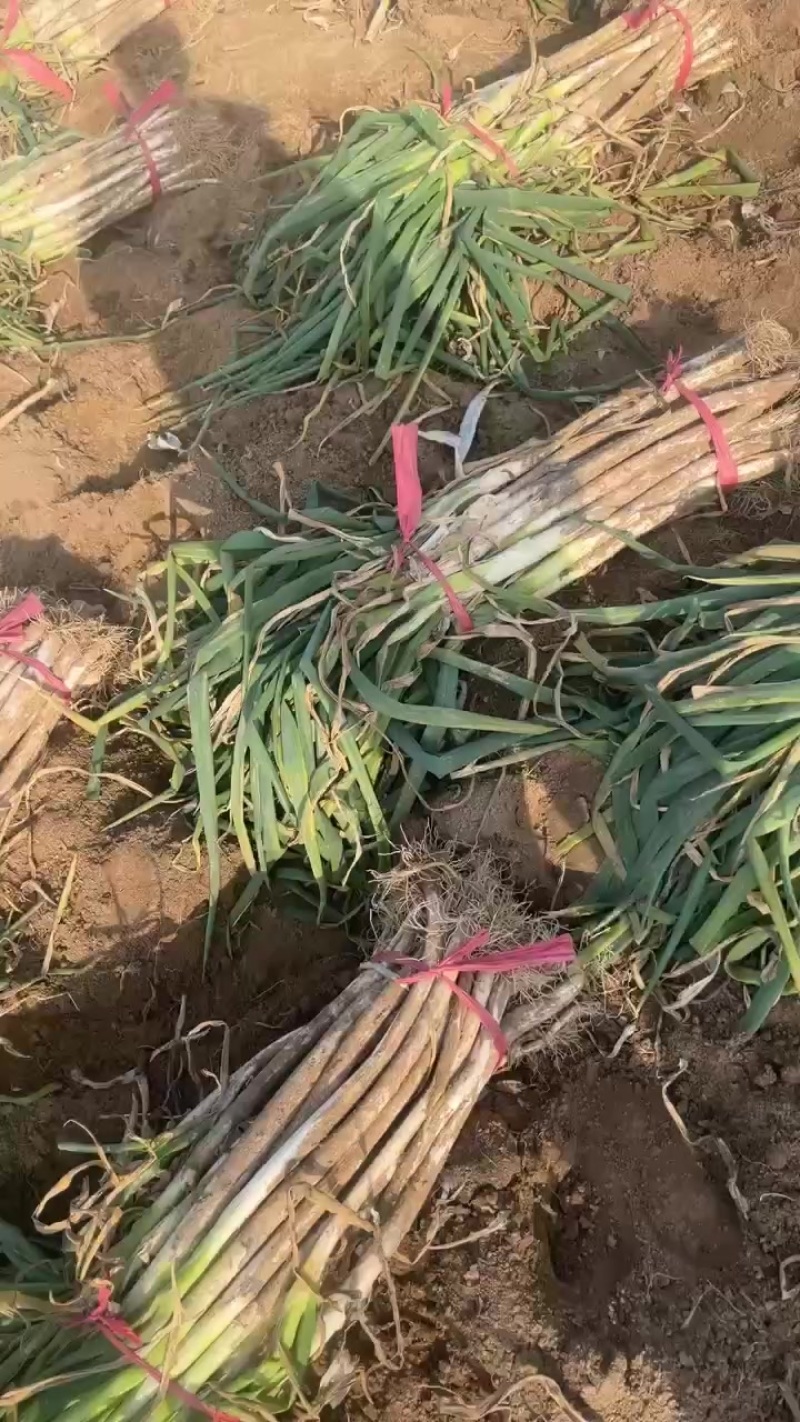 长白大葱