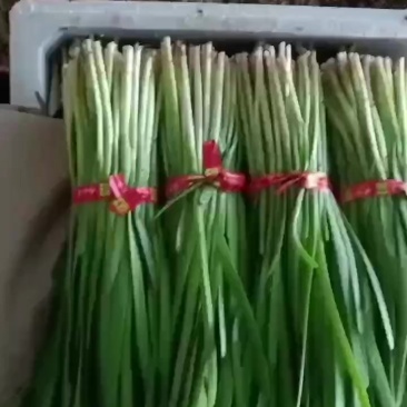 韭菜辽宁韭菜大量上市