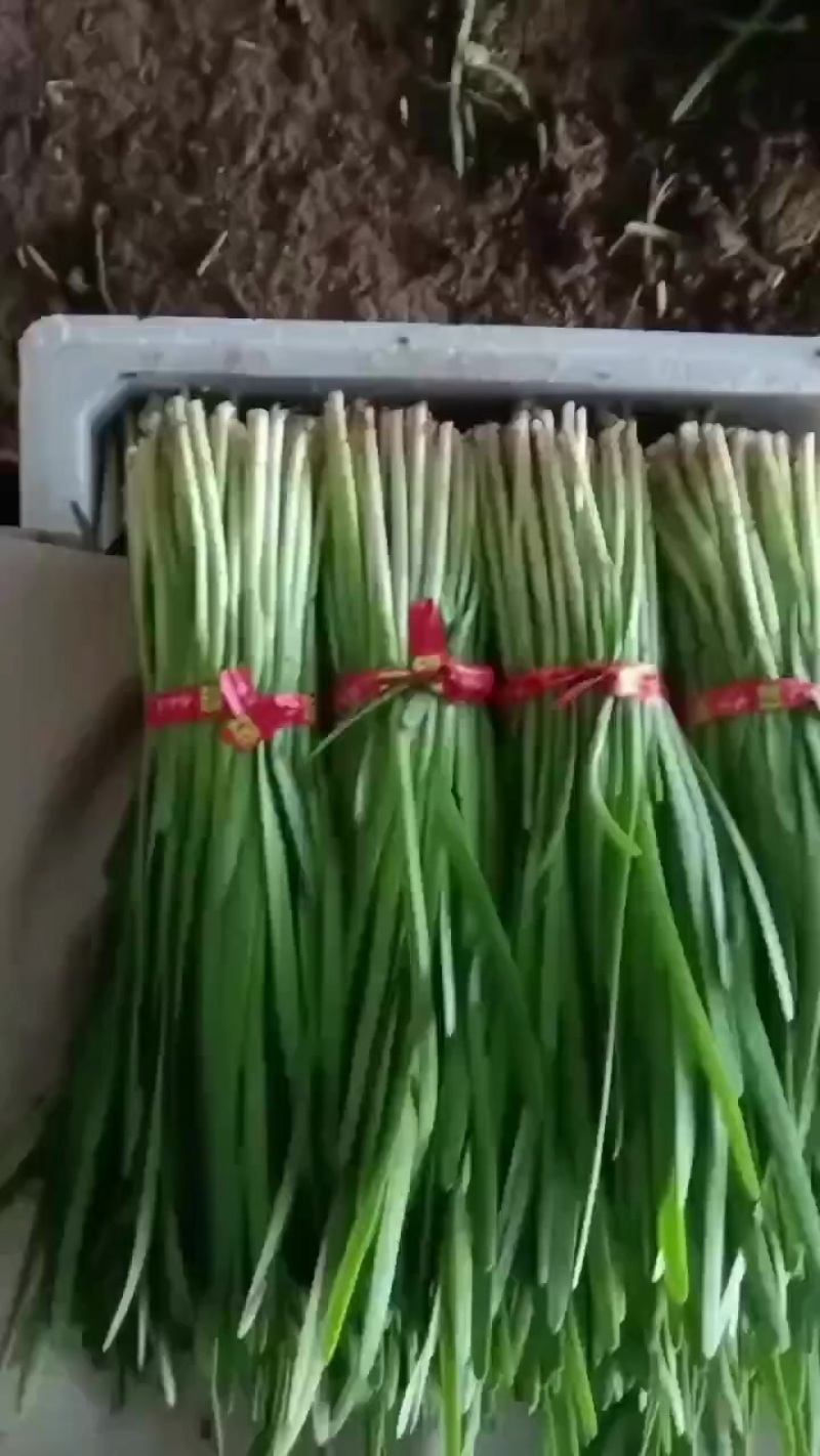 韭菜辽宁韭菜大量上市