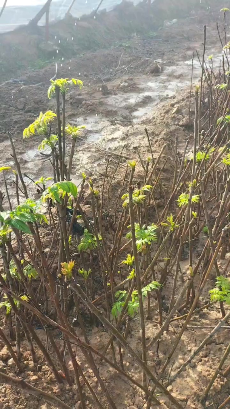 红油香椿