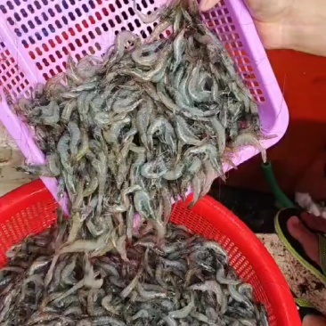 小海虾新鲜上货了，要的老板快点找我
