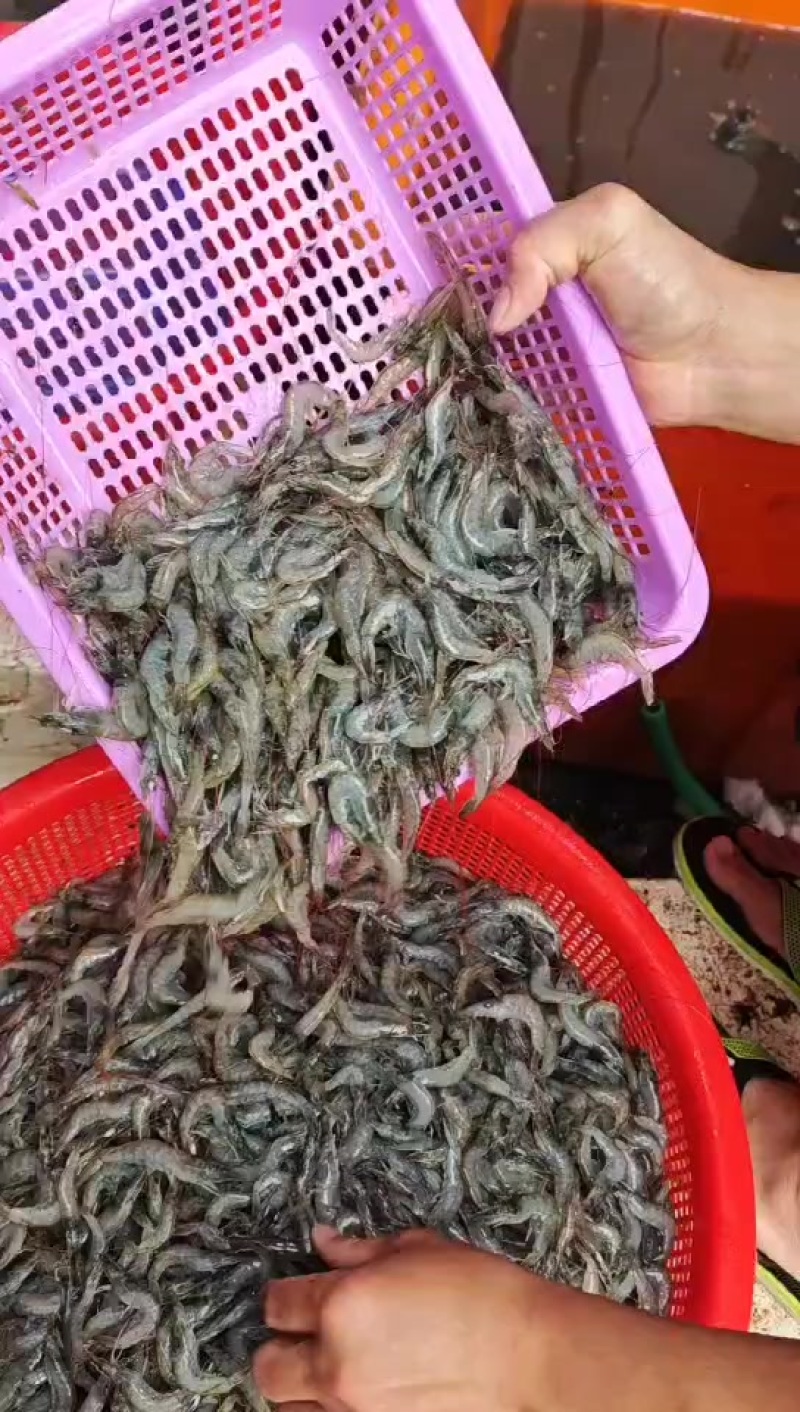 小海虾新鲜上货了，要的老板快点找我