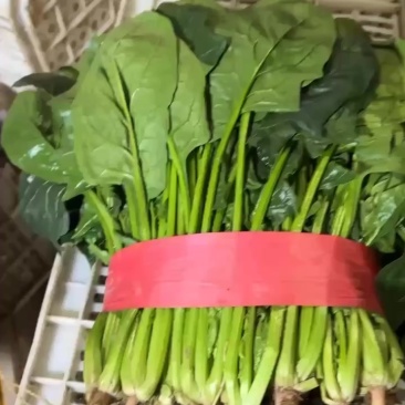 邯郸本地大叶菠菜