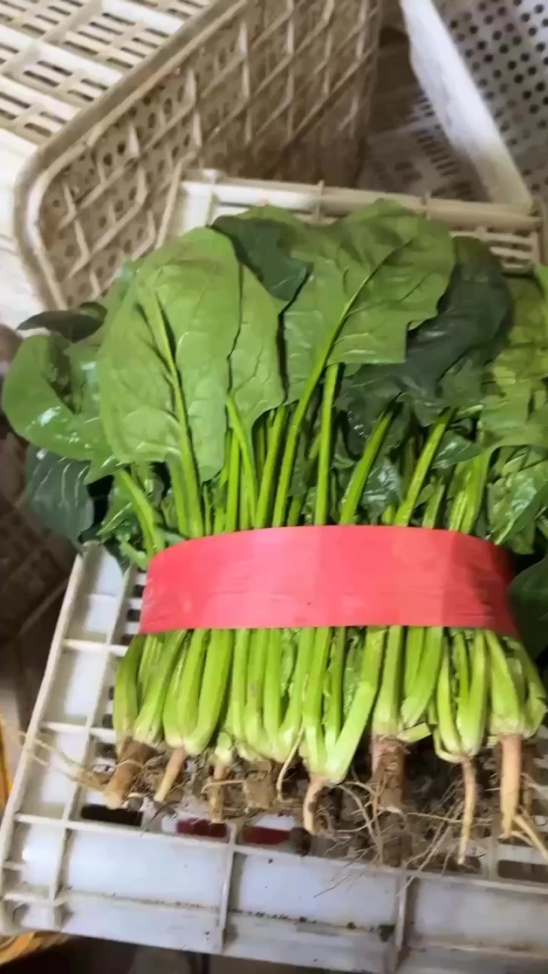 邯郸本地大叶菠菜