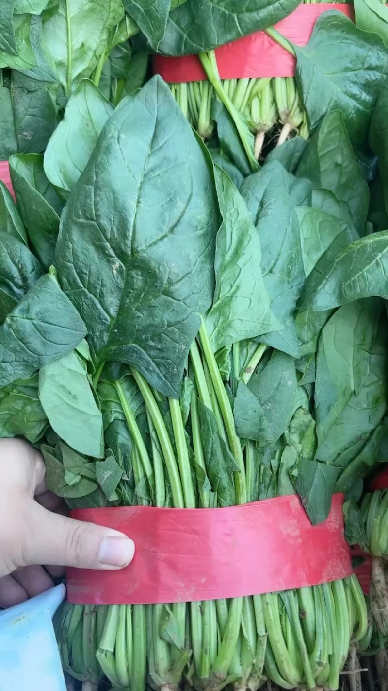 邯郸本地大叶菠菜
