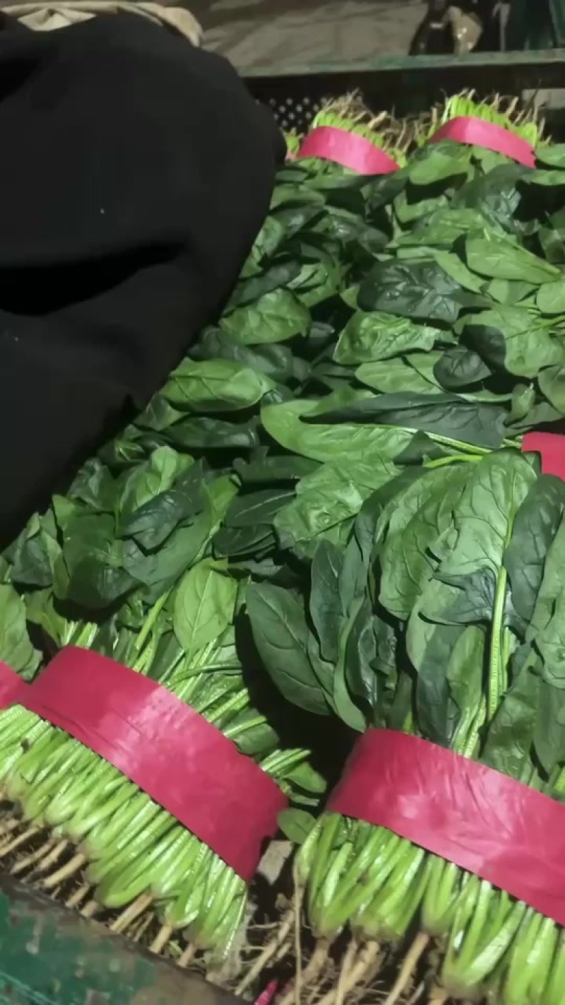 邯郸本地大叶菠菜