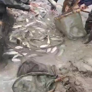 花鲢苗胖头苗鲢鱼苗乌鱼苗规格1～2斤