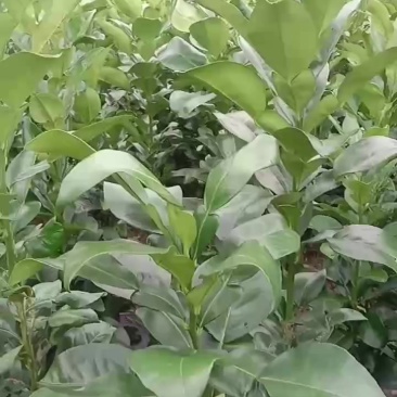 原种马家柚苗木，一年新苗，批发零售都可，价格可小刀！