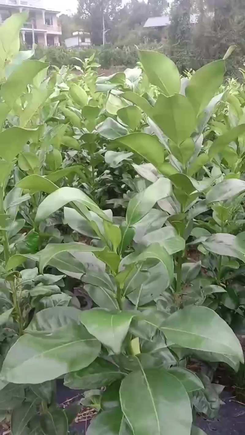 原种马家柚苗木，一年新苗，批发零售都可，价格可小刀！