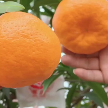 蒲江耙耙柑