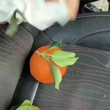 蒲江爱媛果冻橙