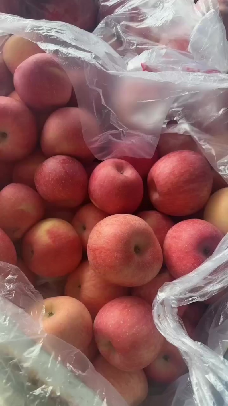 冷库红富士苹果