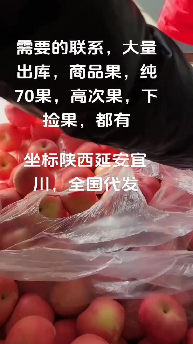 冷库红富士苹果