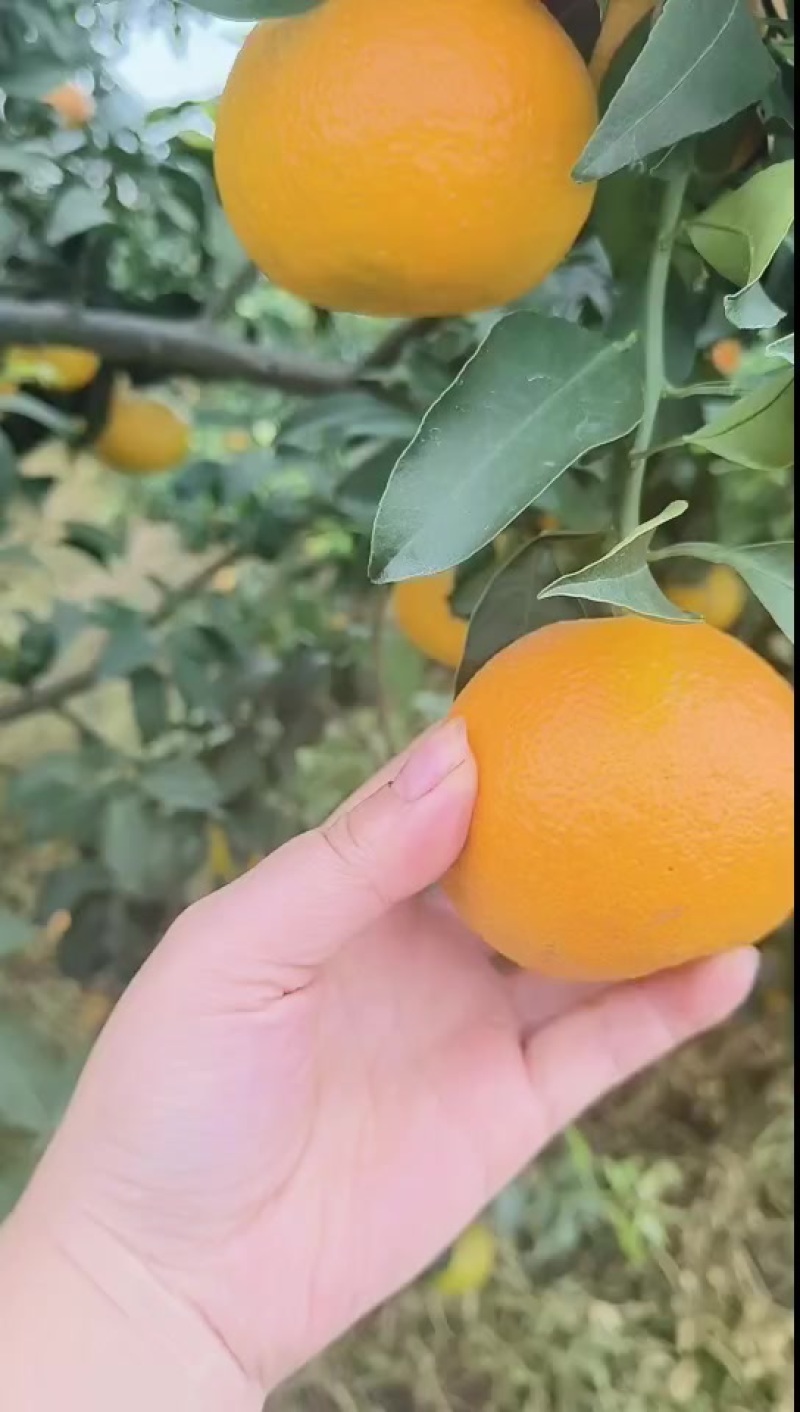 蒲江爱媛果冻橙